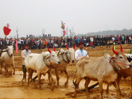 Gay cấn những cuộc đua bò ở... Thủ đô